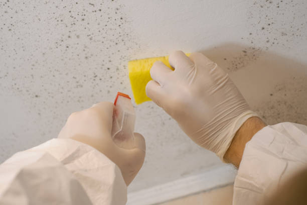 Best Mold Damage Restoration  in Tifton, GA