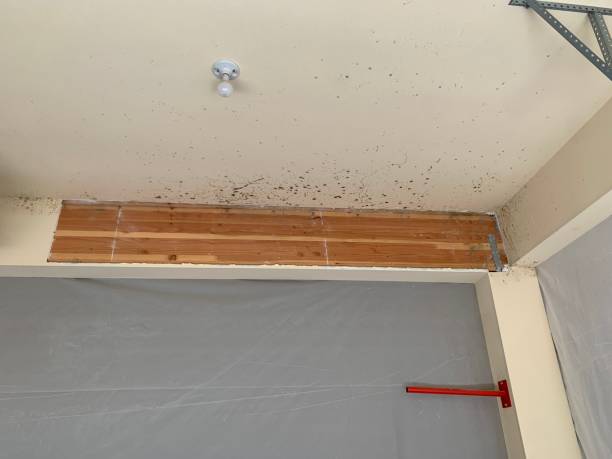 Best Mold Odor Removal Services  in Tifton, GA