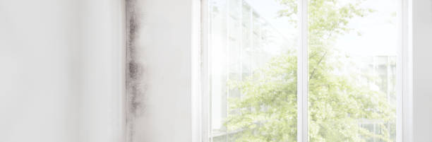Tifton, GA Mold Removal Company