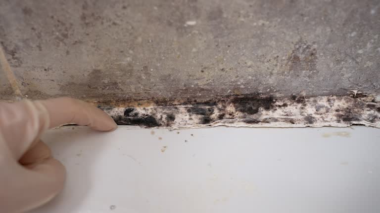 Forensic Mold Investigation in Tifton, GA